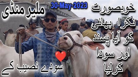 Malir Mandi Karachi Cattle Latest Rates Update May Cow Mandi