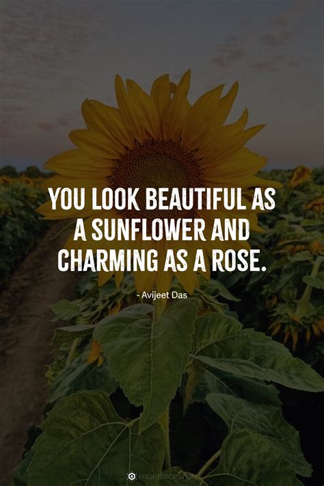 147 Sunflower Quotes For Instagram And Social Bright Drops