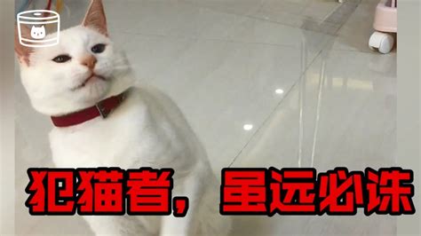 猫咪护国将军大战三百回合 猫奴的日常 Youtube