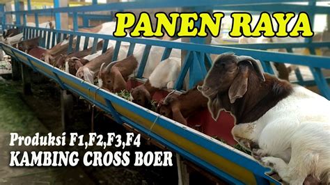 Investasi Menjanjikan Produksi Kambing Cross Boer Youtube