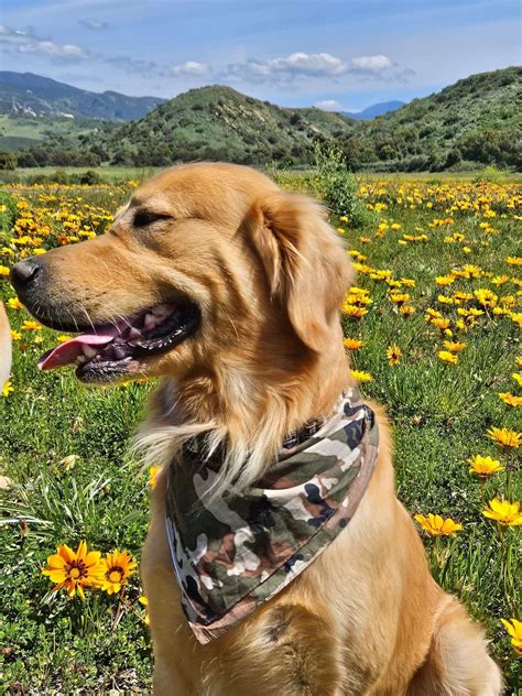 Golden Retriever Boy - Stud Dog in Yorba linda California , the United