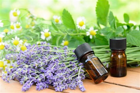 Essential Oil Information - How To Use Essential Oils From Garden Plants