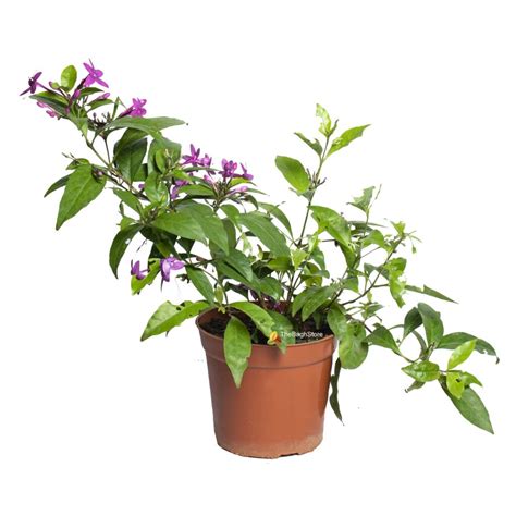 Pseuderanthemum Laxiflorum Kodia Purple Plant Thebaghstore All