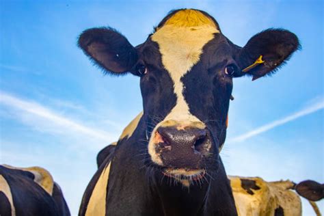 Cow Mooing Stock Photos Pictures And Royalty Free Images Istock