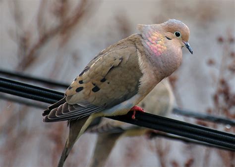 Mourning Dove Rio Bosque Wetlands Biological Treasure Hunt · Inaturalist