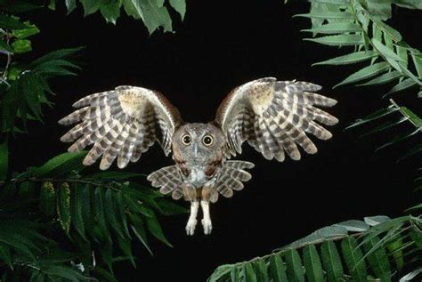 Eastern Screech Owl Flying Through Trees Joe Mcdonald Eastern Screech