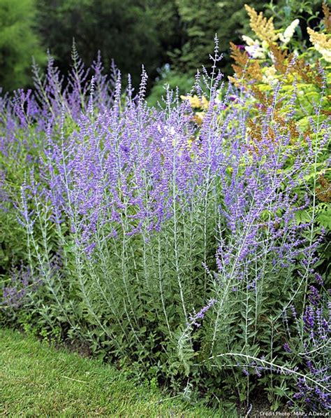 Plantes Faciles Qui R Sistent Au Manque Deau Jardins Jardin Du