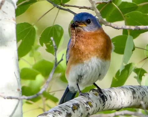 31 Types of Blue Birds: From Azure to Cobalt - Bird Guidance