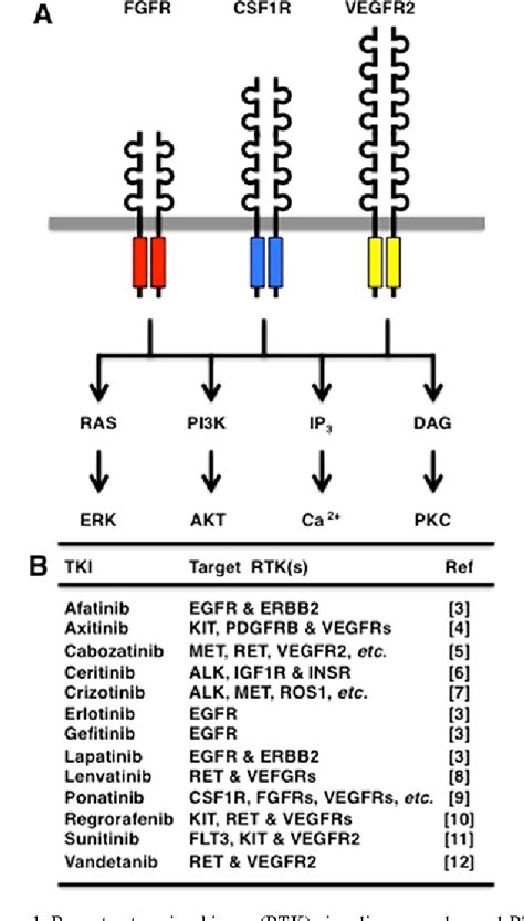 FGFR1OP/FGFR1 Fusion Protein | Semantic Scholar