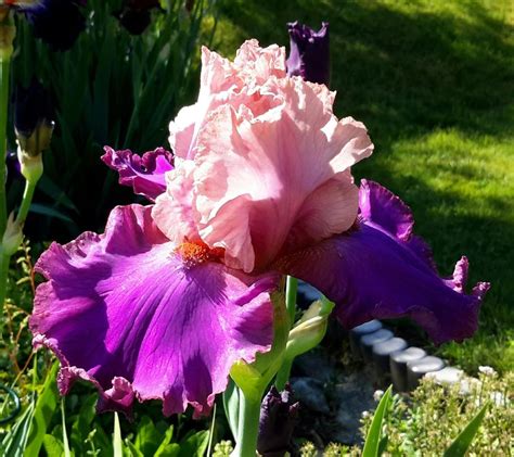 Tall Bearded Iris Iris Portfolio In The Irises Database