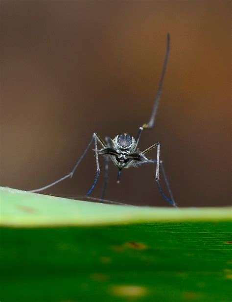 How Prevent Mosquitoes in Your Yard This Summer