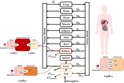 Pharmaceutics Free Full Text A Whole Body Physiologically Based