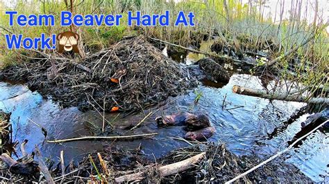 Beavers Rebuild Beaver Dam At Beaver Dam Swamp In Gator Creek Go Pro