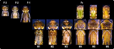 Fig. A2. Illustrations of the morphological changes during larval ...