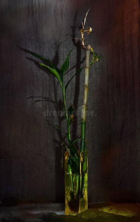 Still Life With Bamboo Stock Photo Image Of Small Brown