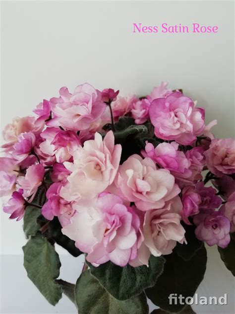 Фиалка Ness' Satin Rose