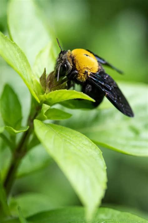 How To Get Rid Of Carpenter Bees Hgtv