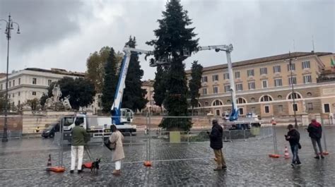 Roma Ecco L Albero Di Natale A Piazza Del Popolo In Via Del Corso