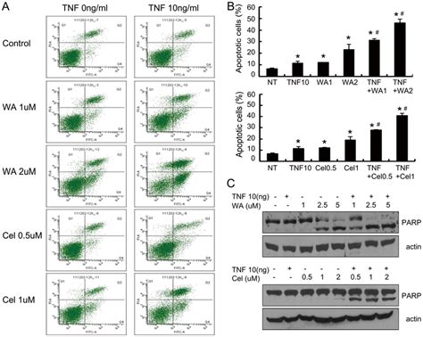 Wa Or Cel Sensitize Mda Mb 231 Cells To Tnf α Induced Apoptosis A B