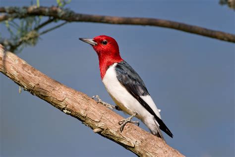 Red-headed Woodpecker | Audubon Field Guide