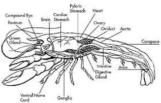 Lobster - CARDIOVASCULAR SYSTEMS