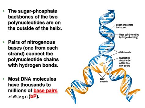 Ppt Section A Dna As The Genetic Material Powerpoint Presentation