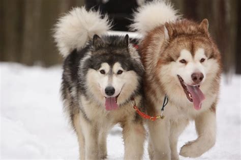 9 Alaskan Malamute Colors That Will Take Your Breath Away