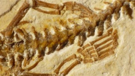 First known four-legged snake fossil discovered | ITV News