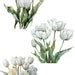 Watercolor White Tulips Clipart Pack Pngs Beautiful Summer Spring