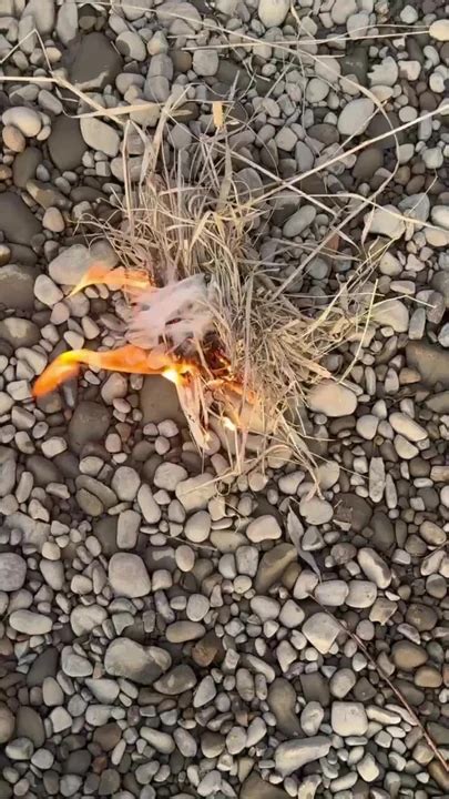 Survival Lifehack Bushcraft Survival Camping Lifehacks Outdoors Forest Bushcraft Shorts Gay