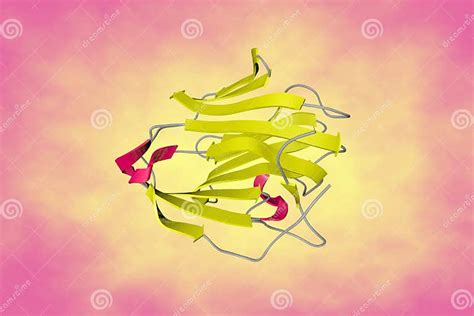 Crystal Structure Of Human Sex Hormone Binding Globulin Shbp Ribbons