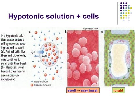 Chapter 3 Movement of Substances Lesson 2 - Effects of isotonic, hypo…