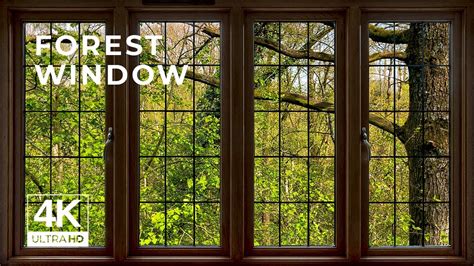4K Forest window view - Relaxing, Calming, Ambience - YouTube