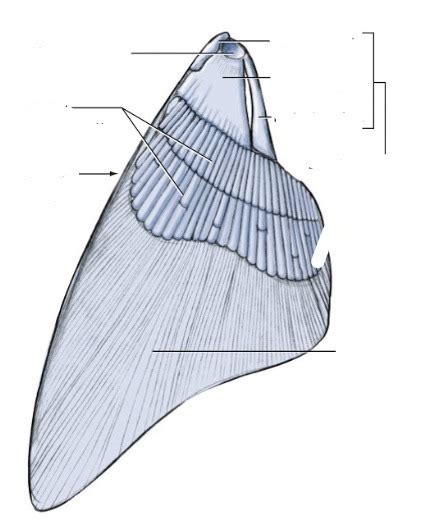 Bioo 310 The Shark Pectoral Fin Diagram Quizlet