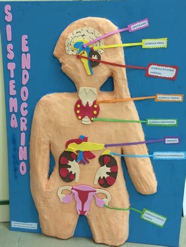 Maqueta Sistema Endocrino Y Sistema Nervioso Maqueta Del Sistema Porn