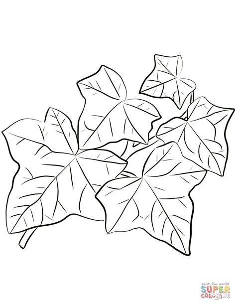 Common Ivy Leaves Coloring Page Free Printable Coloring Pages