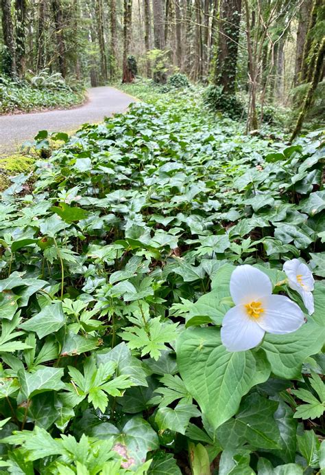It's Trillium season! This photo is in Tryon Creek park - next to the