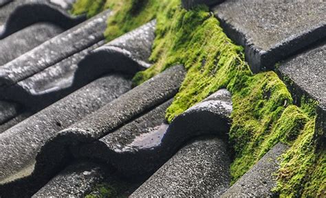 Best Time Of Year To Remove Moss From Roof Clean425