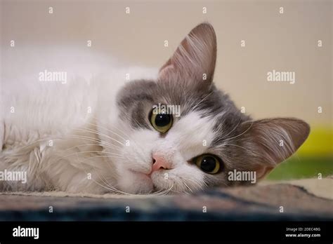 Close Up Cat Nose Cute White Cat Laying Down A Carpet Stock Photo Alamy