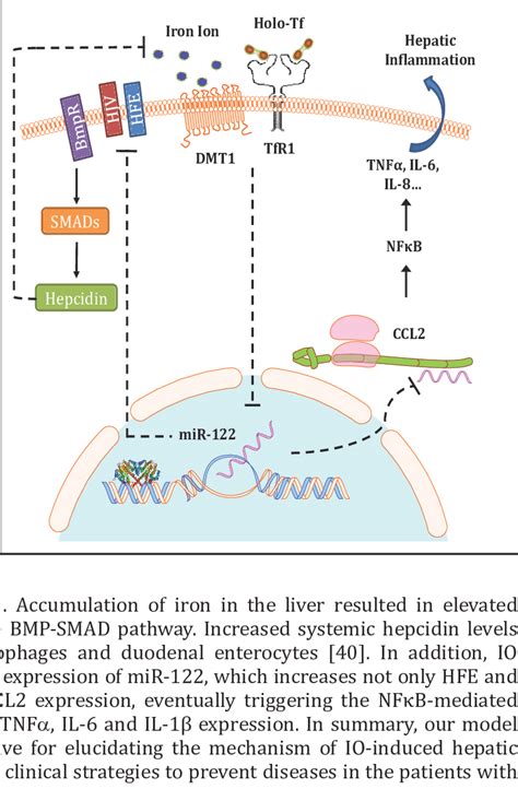 Systemic Iron Homeostasis And Iron Induced Hepatic Inflammation Are