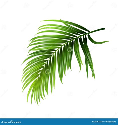 Coconut Tropical Palm Green Leaves Branch Vector Stock Vector