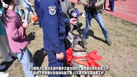 再见老战友！云南安宁4只退役搜救犬找到新家 凤凰网视频 凤凰网