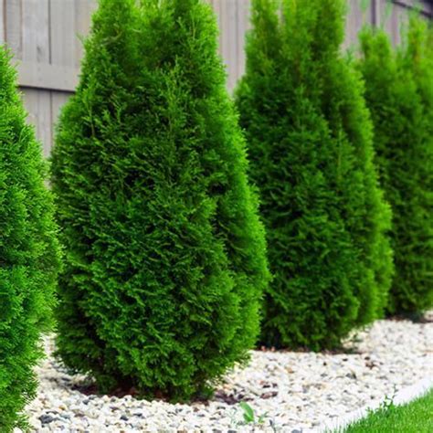 Туи в дизайне сада: виды, фото сортов и применение. | Giardinaggio, Piante