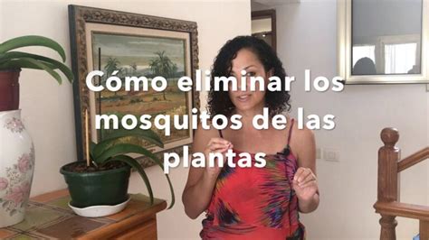 C Mo Eliminar Los Mosquitos De Las Plantas Actualizado Enero