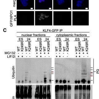 Ubiquitination Of Klf Is Required For Nuclear Export And Degradation