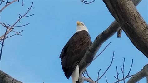 Bald eagle population in Massachusetts continues to grow | WJAR