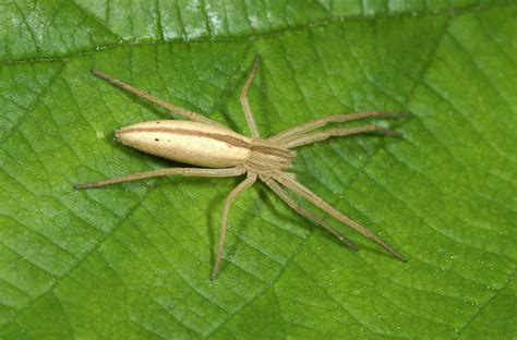 Running Crab Spider