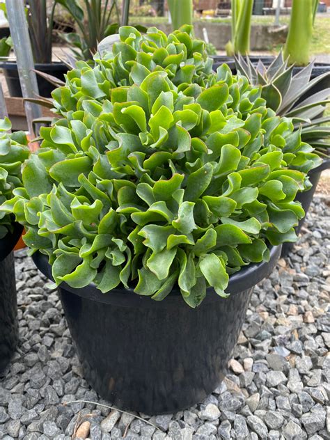 Crassula ‘max Cook’ Blue Wave Jade Plant Culture