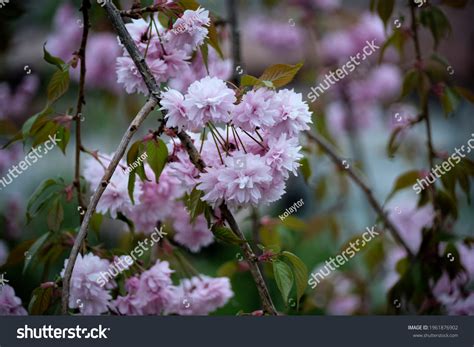 Prunus Kiku Shidare Sakura Japanese Flowering Stock Photo 1961876902