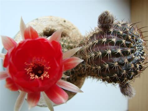 Gran Flor Roja En Cactus Erizo En Una Maceta En Casa Tres Flores Al